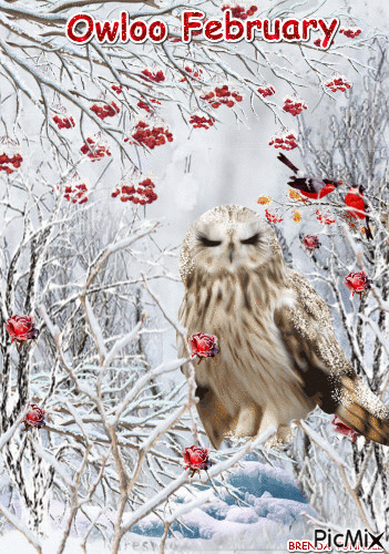 OWLOO FEBRUARY - Безплатен анимиран GIF