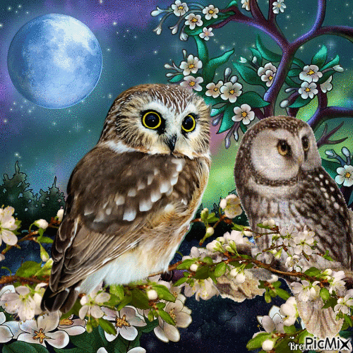 Fantasy owl - Gratis geanimeerde GIF