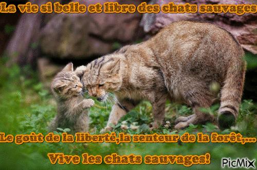 Les chats sauvages - Безплатен анимиран GIF