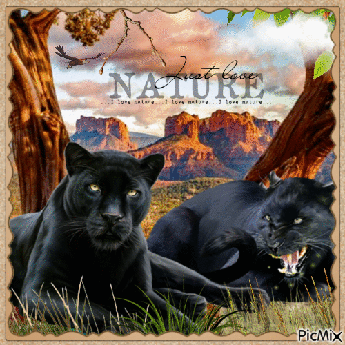Natur der Panther - GIF animado grátis