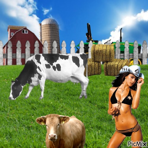 cows - png gratis
