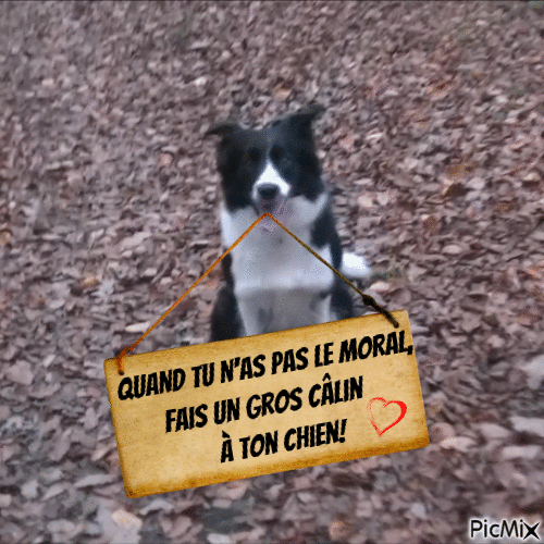 Mes chiens - Free animated GIF