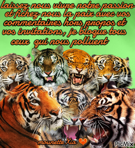 les tigres en colère - Free animated GIF