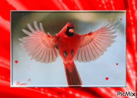 cardinal de Virginie - GIF animado gratis