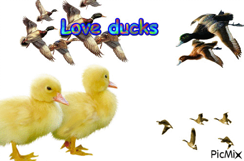 I just love ducks - Ücretsiz animasyonlu GIF