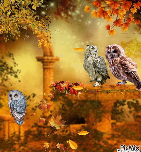 OWL - Zdarma animovaný GIF