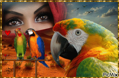 parrot - Ingyenes animált GIF