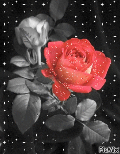 rosa - Darmowy animowany GIF