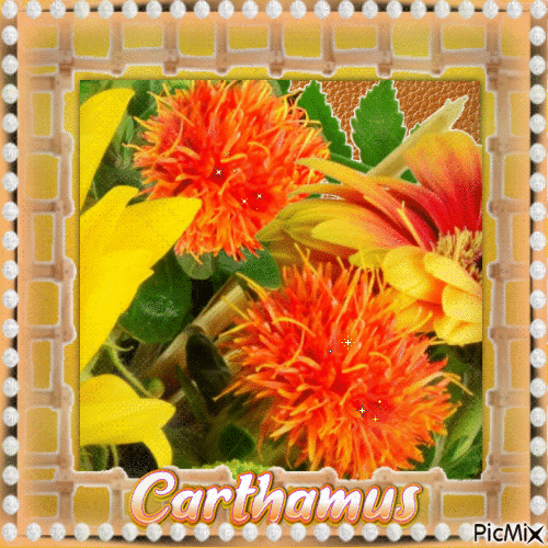 Orange Carthamus (Färberdistel) - Gratis animeret GIF