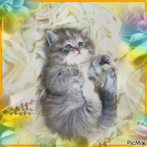Amazing kitten - Δωρεάν κινούμενο GIF