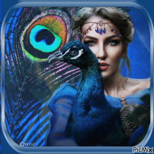 turquoise peacock2 - GIF เคลื่อนไหวฟรี