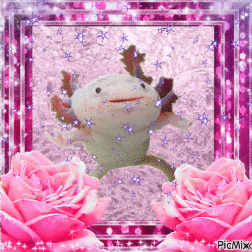 Axolotl is happy / Axolotl est heureux