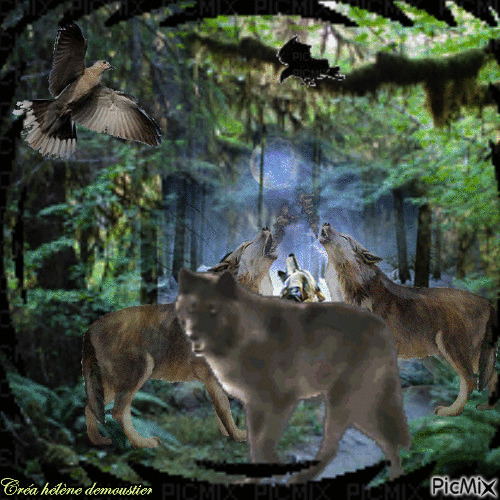 HD forêt avec des loups - GIF animé gratuit