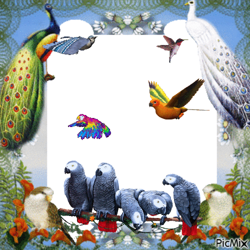 les oiseaux - Безплатен анимиран GIF