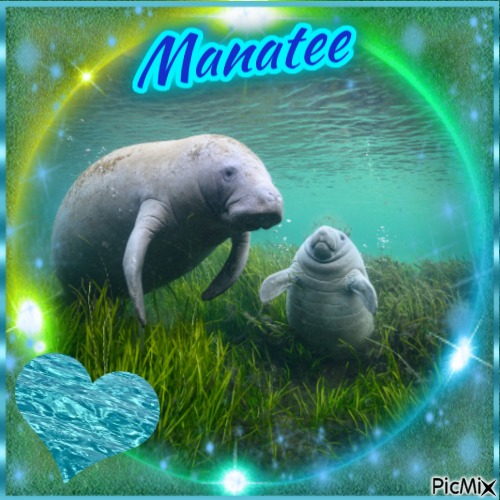 Manatee Contest - png ฟรี