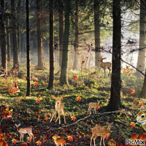 Forêt d'automne - Бесплатный анимированный гифка