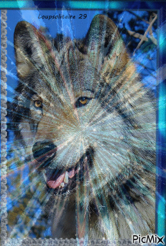 moi le loup - Besplatni animirani GIF