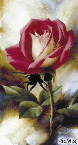 Rose and spider - Free animated GIF