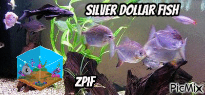 Silver Dollar Fish - Bezmaksas animēts GIF