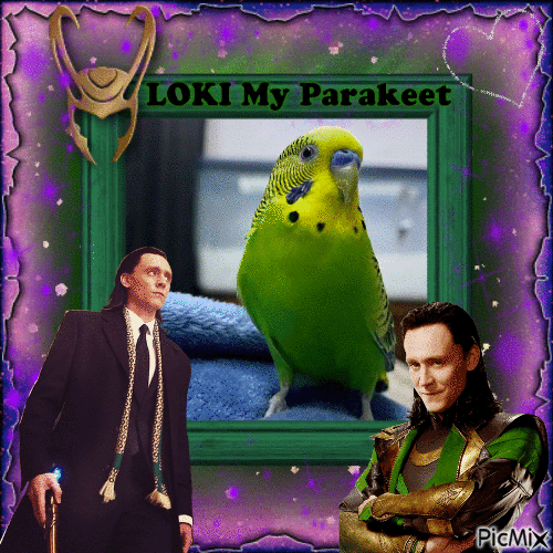 Loki My Parakeet. - Free animated GIF