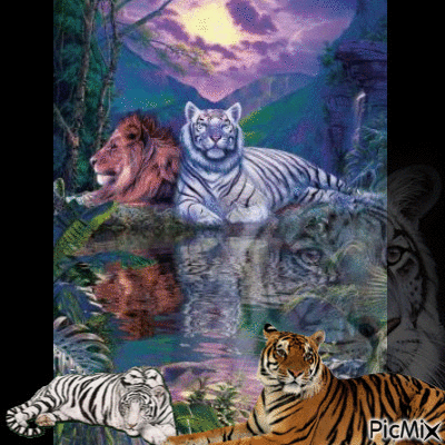 tigers - Gratis animerad GIF