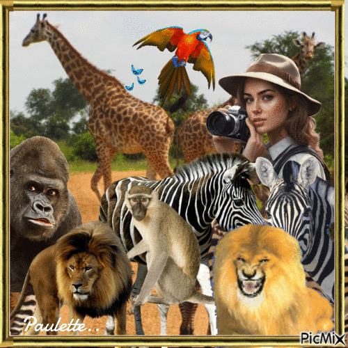 safari photo - Gratis geanimeerde GIF