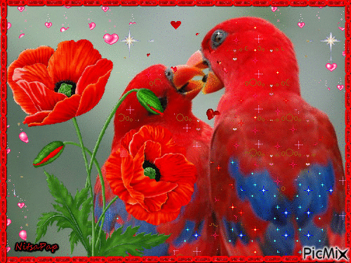 The love of parrots.❤ - Free animated GIF