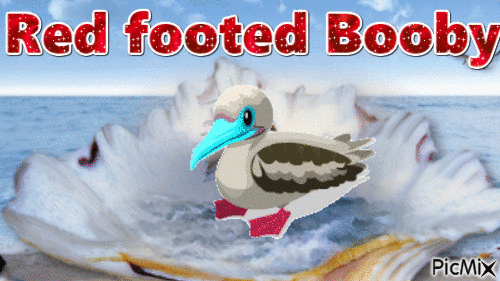 Red footed Booby - Безплатен анимиран GIF