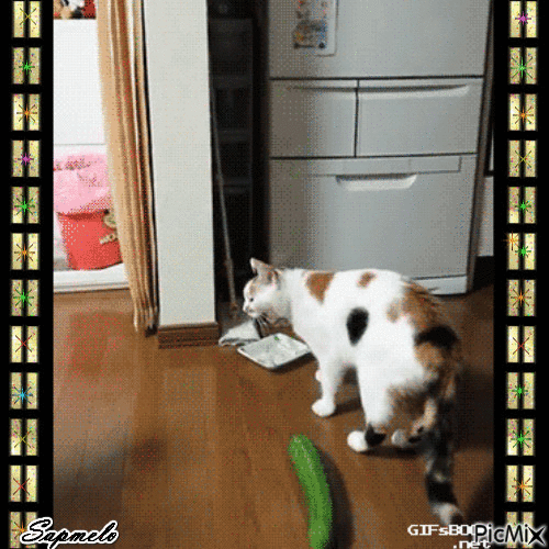 Gato assustado - Gratis geanimeerde GIF