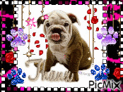 bulldog - Besplatni animirani GIF
