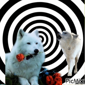 loup blanc - GIF animado grátis