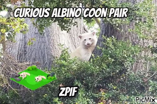 Curious Albino Coon Pair - Bezmaksas animēts GIF