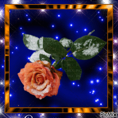 ledová růže - Gratis geanimeerde GIF