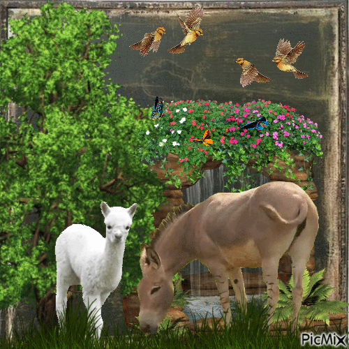 Ezeltje en Alpaca - Gratis geanimeerde GIF