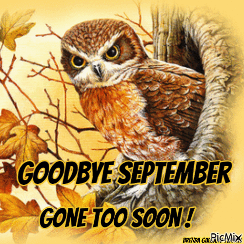 September owl - GIF animé gratuit