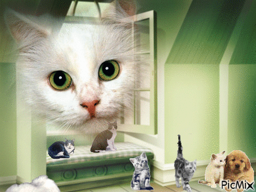 les chats - Darmowy animowany GIF