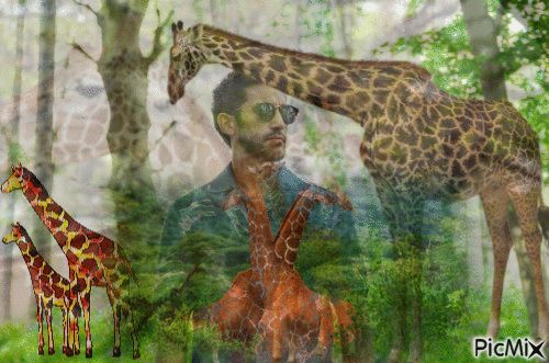 Giraffes - GIF animé gratuit