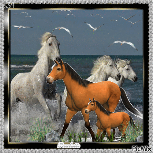 les chevaux - Zdarma animovaný GIF