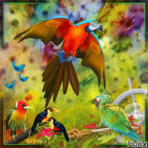 Oiseaux multicolores - Zdarma animovaný GIF