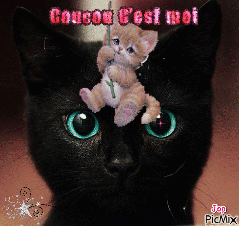 chat noir - GIF animate gratis