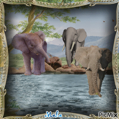 Walk of the elephants - Free animated GIF - PicMix