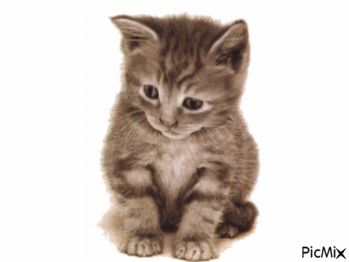 Kitten - Gratis animerad GIF