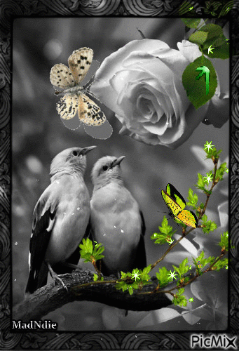 deux oiseaux sur la branche - Ingyenes animált GIF