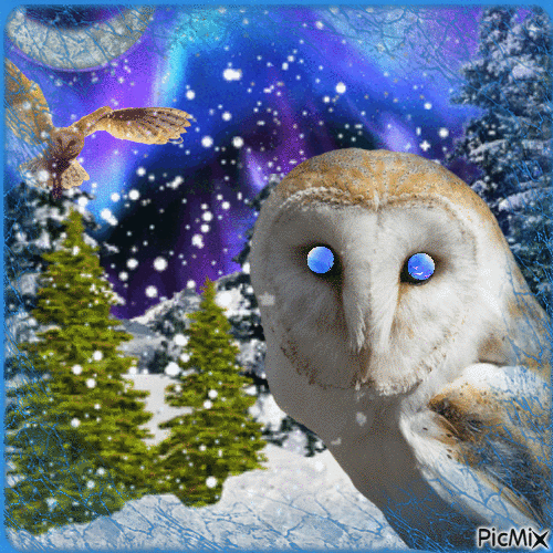 owls in snow - 免费动画 GIF
