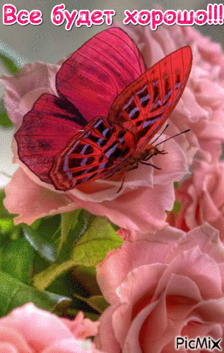 Бабочки - Animovaný GIF zadarmo