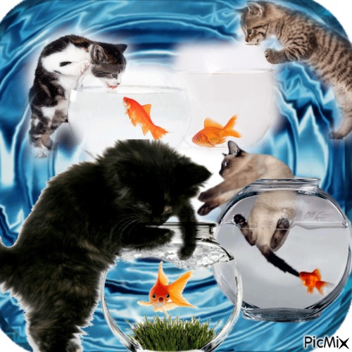 fish bowl - GIF animado grátis