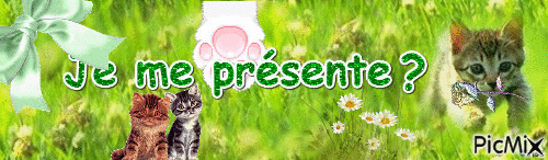 présentation des chats - Ingyenes animált GIF