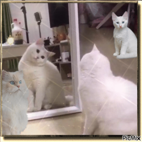 El gato y el espejo - Бесплатни анимирани ГИФ