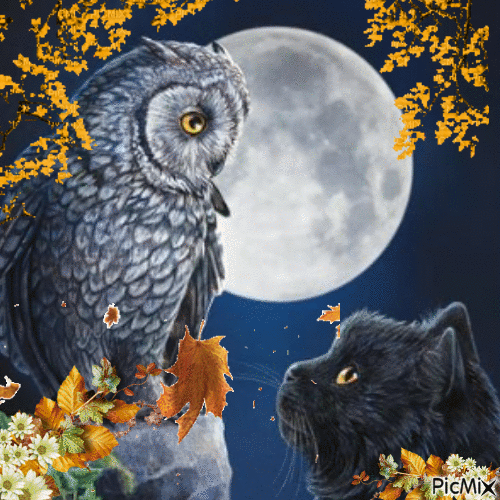 Hibou et lune en automne - GIF animé gratuit