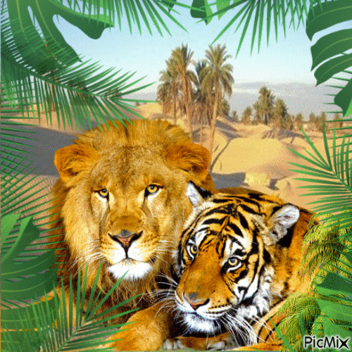 lion, tiger, tigre - Bezmaksas animēts GIF